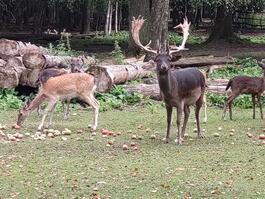 Wildpark_Damwild-Rudel-SHelmes.jpg