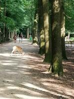 Wildpark_Damwild-AHinxlage.jpg