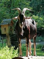 Wildpark_Ziegenbock-AHinxlage.jpg