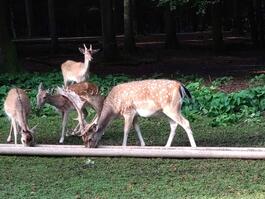 Wildpark_Damwild-Rudel-SHelmes2.jpg